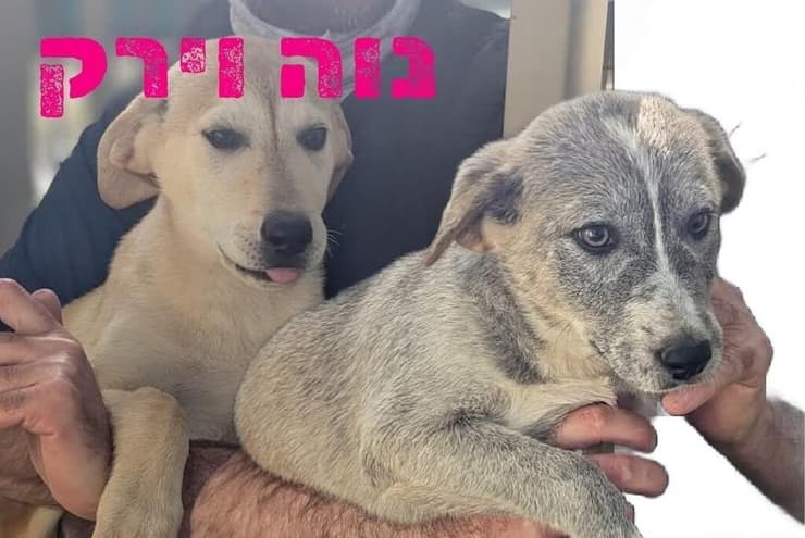 נוה וירק