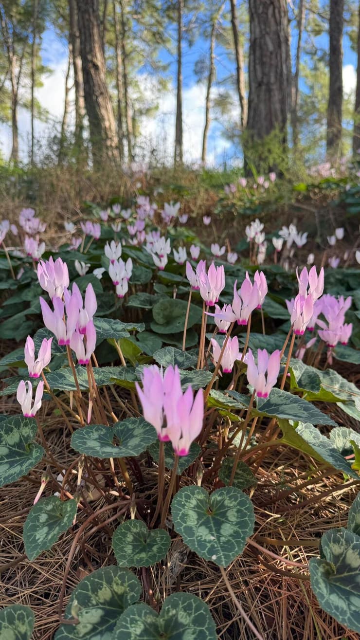 גבעת הרקפות (צילום: ארז דגן) גבעת הרקפות