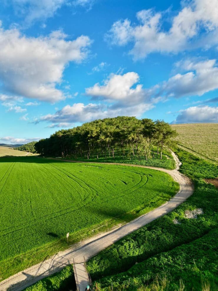 גבעת הרקפות (צילום: ארז דגן) גבעת הרקפות