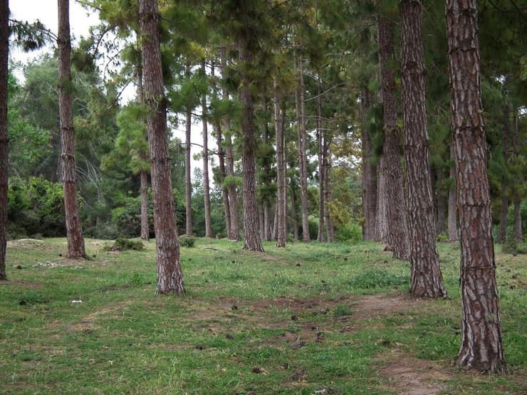 הר חורשן (צילום: ארז דגן) הר חורשן