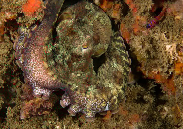 תמנון קליפוני דו-נקודתי (צילום: Philip Garner, Shutterstock) תמנון קליפוני דו-נקודתי