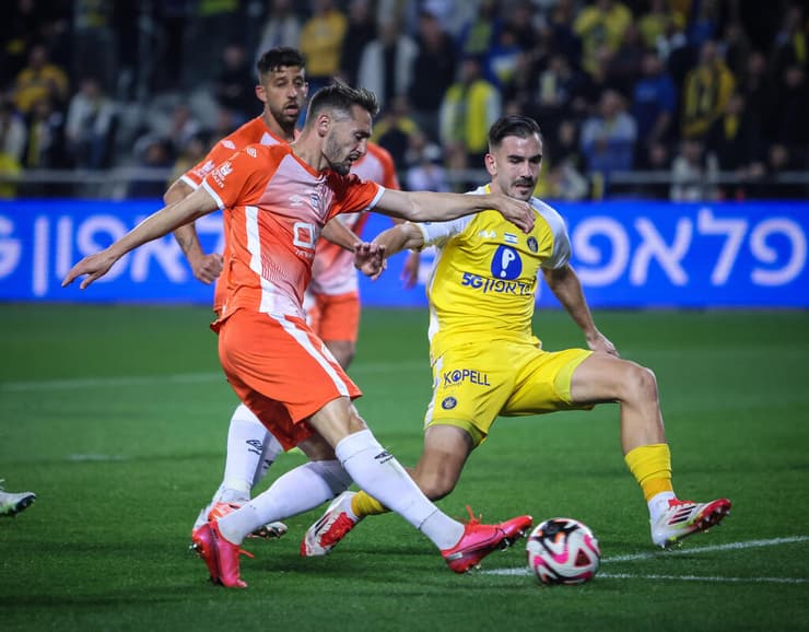 כמעט כבש. אצילי (צילום: עוז מועלם) סטואיץ' מול אצילי