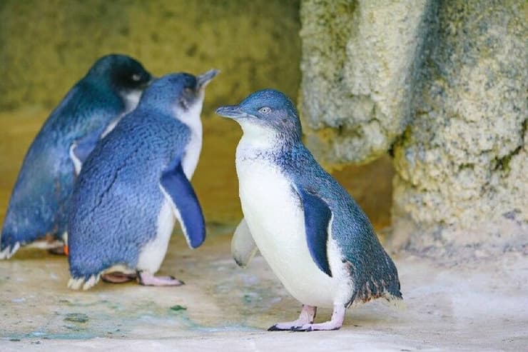 פינגווינים. מסתבר שהם מחליפים בני זוג