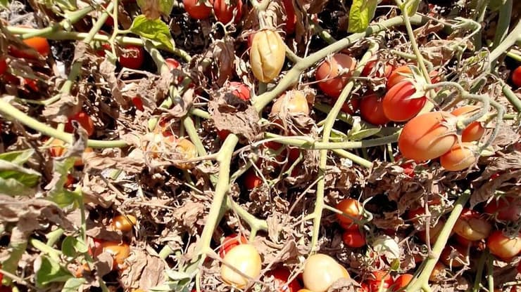 נזקי חום לעגבניות לתעשיה