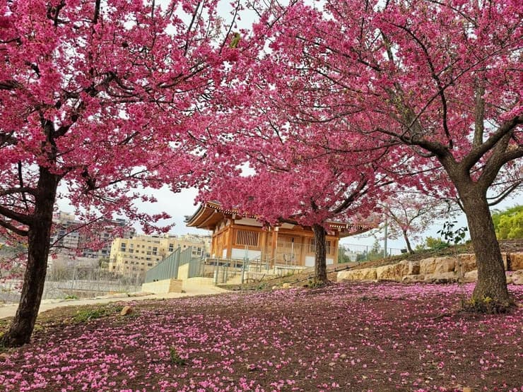 פריחת הדובדבן היפני בגן הבוטני גבעת רם ירושלים