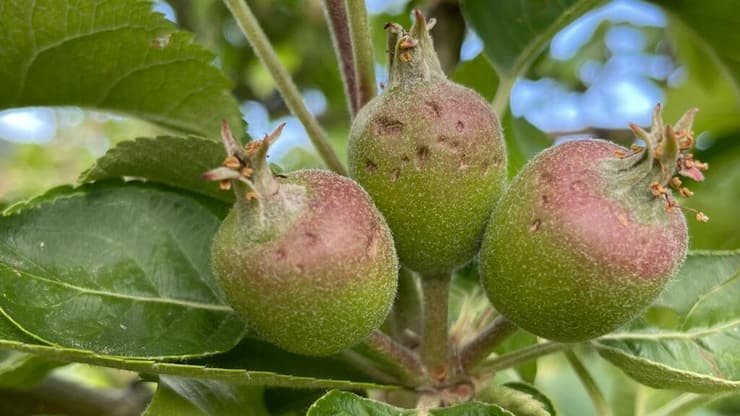 נזקי ברד בתפוחים, מושב מירון