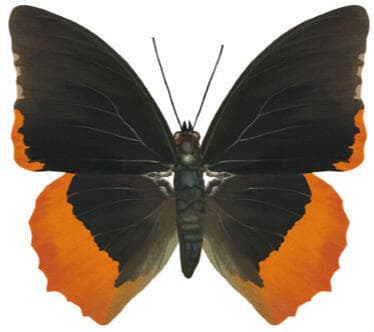 קיסרית להבה