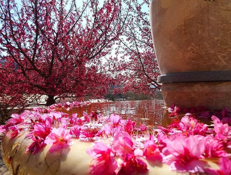 פריחת הדובדבן היפני בגן הבוטני גבעת רם ירושלים