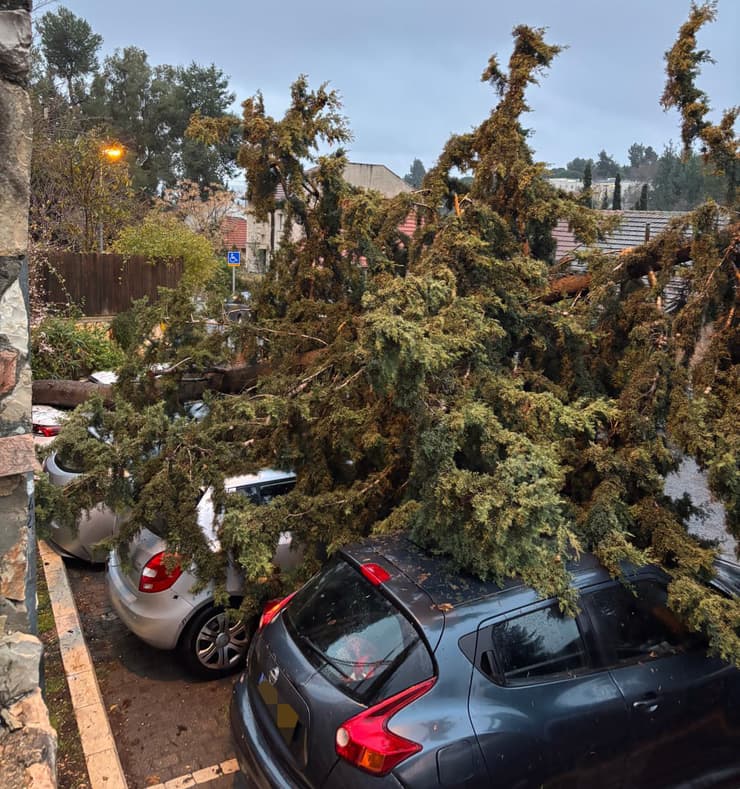 עץ קרס על רכב בשל הסופות בירושלים