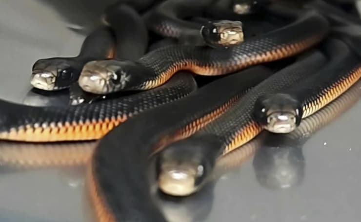 כמה מהנחשים שנלכדו