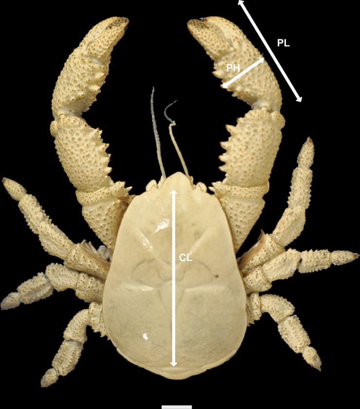 ניתוח המבנה ומאפייני סרטן הוף ממין זכר