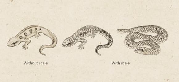 הקופות הגיבו במהירות לתמונות של נחשים וסלמנדרות עם קשקשים. מימין לשמאל: נחש עם קשקשים, סלמנדרה עם קשקשים, סלמנדרה ללא קשקשים 