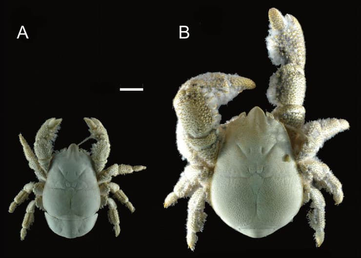ההבדל הניכר בין נקבת סרטן הוף (משמאל) לזכר סרטן הוף