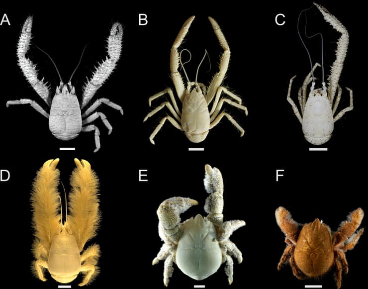 ההבדלים בין המינים השונים למשפחת סרטני  היטי, כולל סרטן הוף (E)