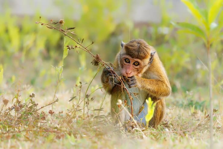 קוף קופים מקוק כיפה