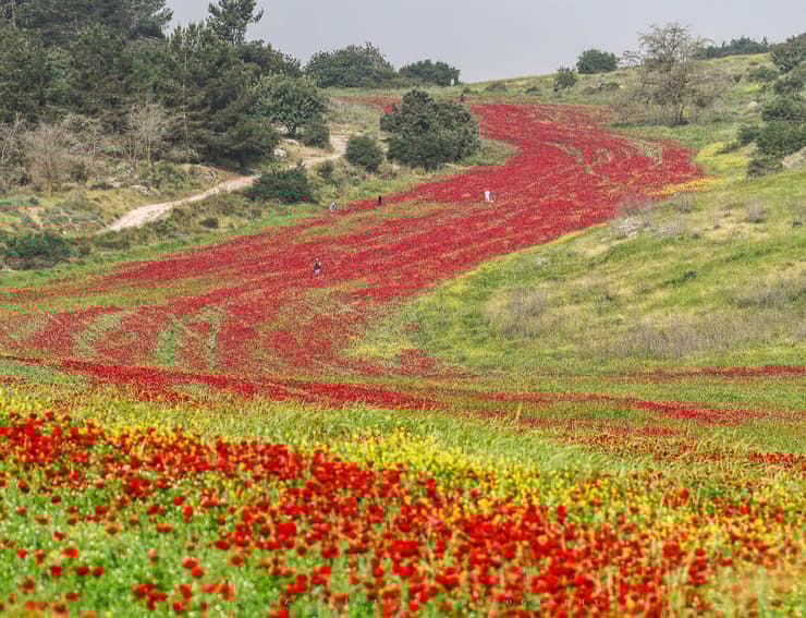 "נהר" של פרגים "זורם" בשפלת יהודה