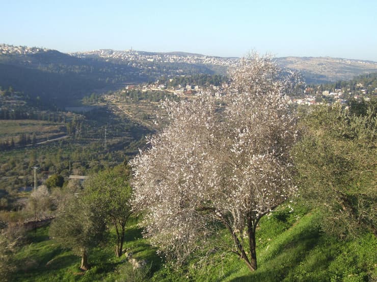 פריחת השקדייה מול הרי ירושלים