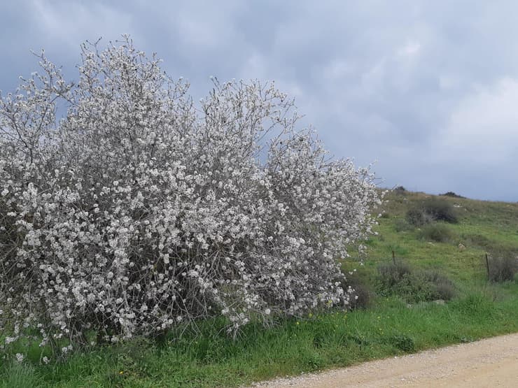 פריחת השקדייה בבית גוברין