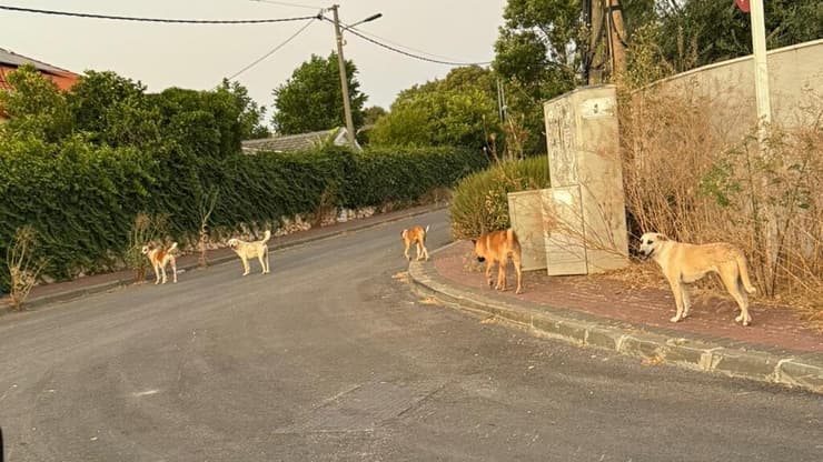 כלבים משוטטים בצפון