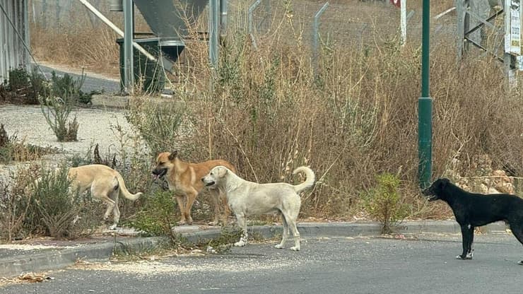 כלבים משוטטים בצפון