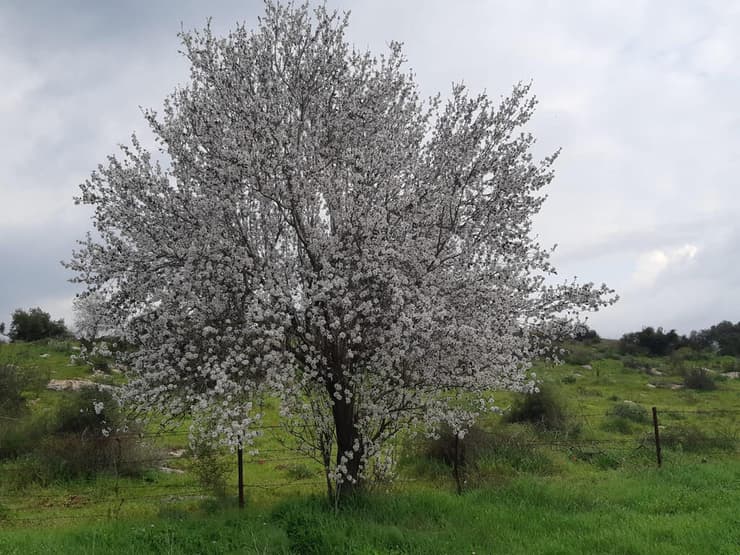 פריחת השקדייה בבית גוברין