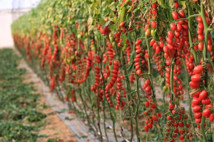 "שילוב של המילים TAL ו-HERO". עגבניות מזן טלרו במושב מבטחים (צילום: מאיר אבן חיים) עגבניות מזן טלרו לזכרו של טל ממן ז"ל, בחממות במושב מבטחים