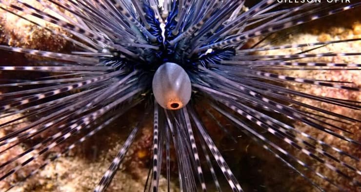 נזרית ארוכת קוצים בים התיכון