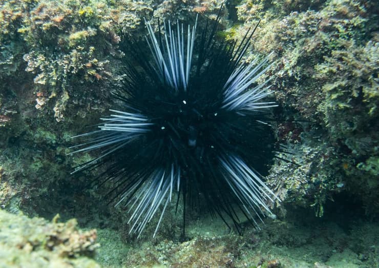 נזרית ארוכת קוצים