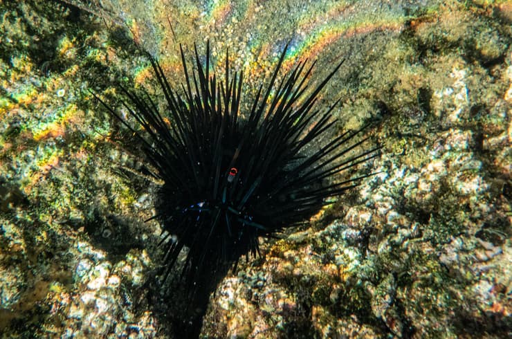 נזרית ארוכת קוצים בים התיכון