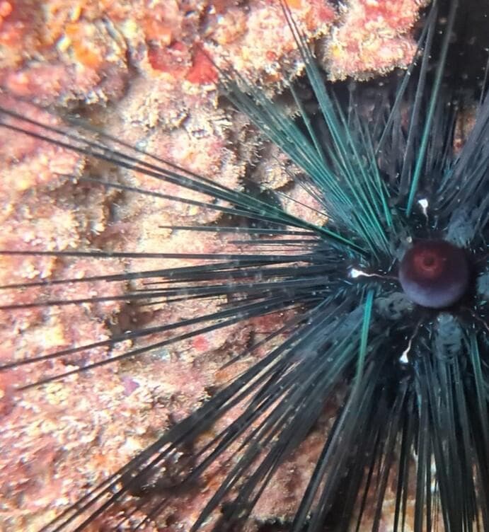 נזרית ארוכת קוצים