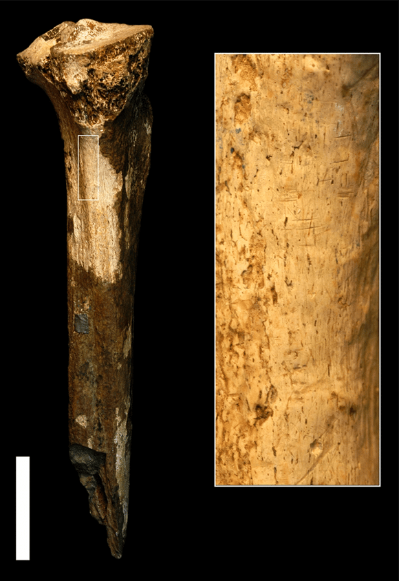 רוב המידע מגיע אלינו מעצמות, בזכות הסימנים שנותרו בהן. עצמות בנות 1.5 מיליון שנים מקניה עם סימני חיתוך (צילום: ויקימדיה, Pobiner, B. et al Sci Rep 2023) רוב המידע מגיע אלינו מעצמות, בזכות הסימנים שנותרו בהן. עצמות בנות 1.5 מיליון שנים מקניה עם סימני חיתוך