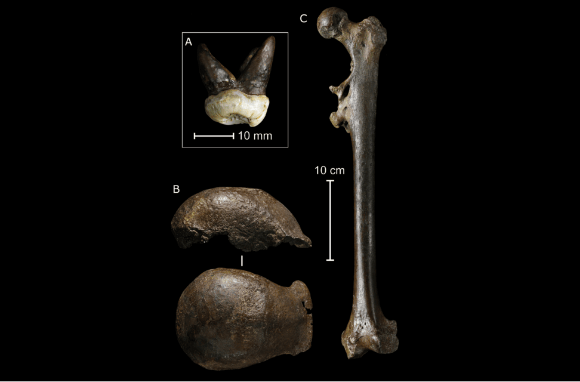 באר ועמיתיו לא טוענים שארקטוס לא אכלו הרבה בשר, אך הם מדגישים שעדיין אי אפשר לקבוע זאת בוודאות. עצמות של הומו ארקטוס מאינדונזיה (צילום: ויקימדיה, Eduard Pop et al) באר ועמיתיו לא טוענים שארקטוס לא אכלו הרבה בשר, אך הם מדגישים שעדיין אי אפשר לקבוע זאת בוודאות. עצמות של הומו ארקטוס מאינדונזיה