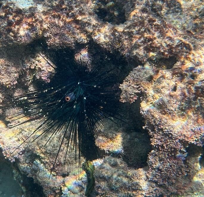 נזרית ארוכת קוצים