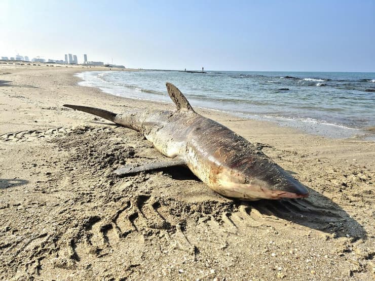 נבדק אם מדובר בכרישה שדגו דייגים לאחרונה (צילום: איליה בסקין, רשות הטבע והגנים) נבדק אם מדובר בכרישה שדגו דייגים לאחרונה