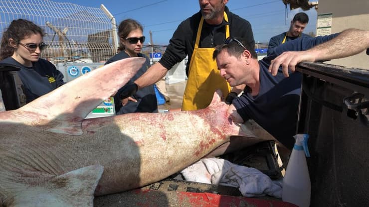 פינוי הפגר של הכרישה למרכז להצלת צבי ים (צילום: ארז ארליכמן, רשות הטבע והגנים) פינוי הפגר של הכרישה למרכז להצלת צבי ים