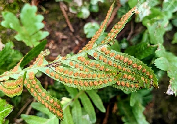 שרכים מתרבים באמצעות נבגים זעירים, שארוזים באיבר מיוחד המכונה מנבג. שרך עם שורות מנבגים על העלים 
