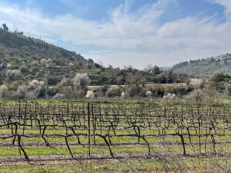 עיינות תלם הרי יהודה