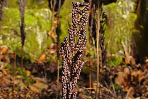 מתברר שאפילו תכונה מסובכת כמו דרך ההתרבות של צמחים יכולה "לחזור לאחור". שרך ממין Onoclea sensibilis עם צברים של מנבגים בצורת חרוזים 