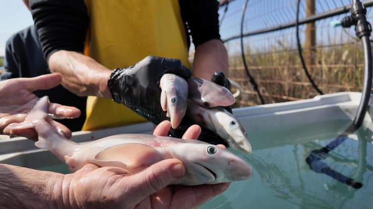 ארבעת העוברים נמצאו מתים (צילום: ארז ארליכמן, רשות הטבע והגנים) ארבעת העוברים נמצאו מתים