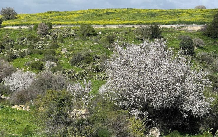 פארק בריטניה