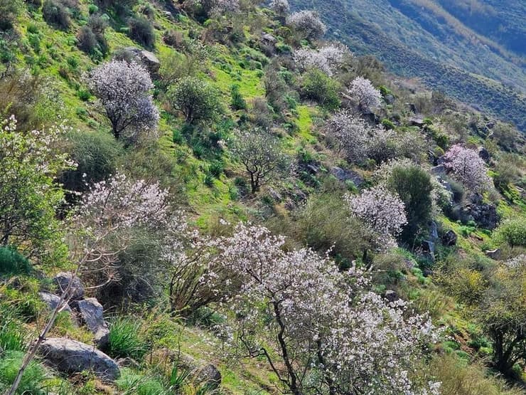 מורדות דרום הגולן