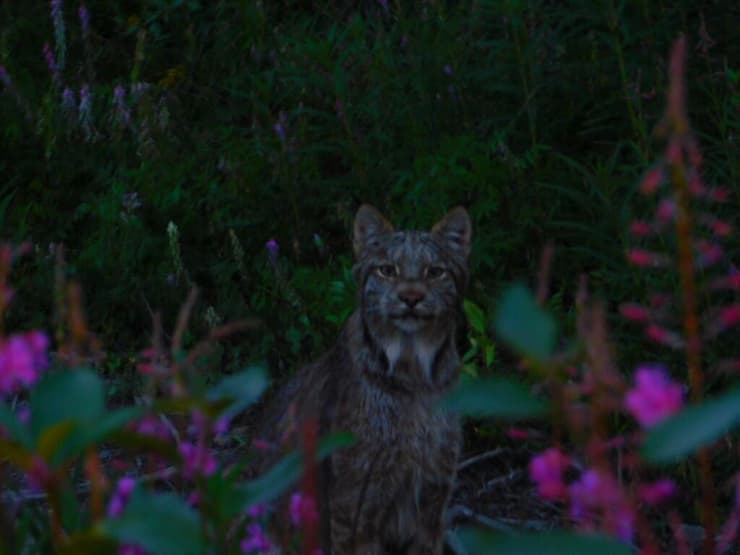 ״הרגשתי שהגשמתי חלום״. המפגש עם היגואר (צילום: עמרי כהן) עמרי כהן, כביש הפאן-אמריקאי