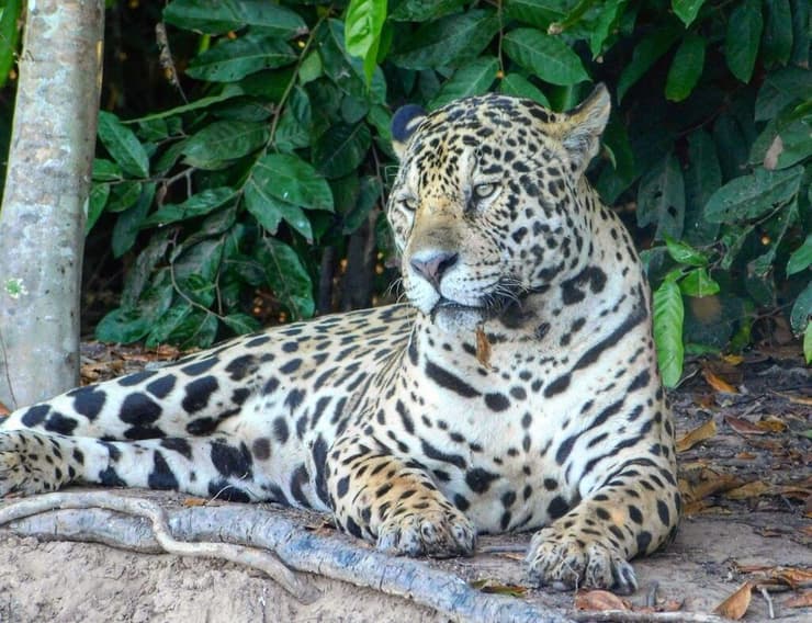 המלך של הג׳ונגל שבגללו ביליתי שם 3 חודשים (צילום: מהאלבום הפרטי) עמרי כהן, כביש הפאן-אמריקאי