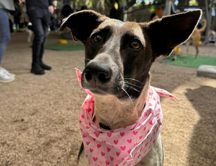 קיקה (צילום: עמותת S.O.S חיות) קיקה