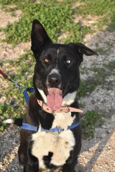 עומר (צילום: הרצליה ונתניה אוהבות חיות) עומר