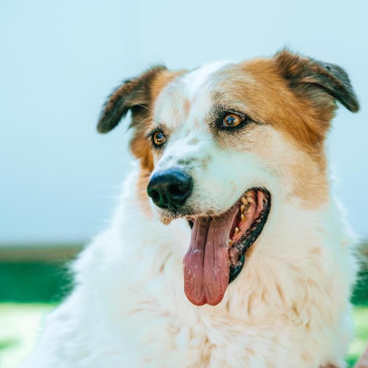 ריי (צילום: תנו לחיות לחיות) ריי
