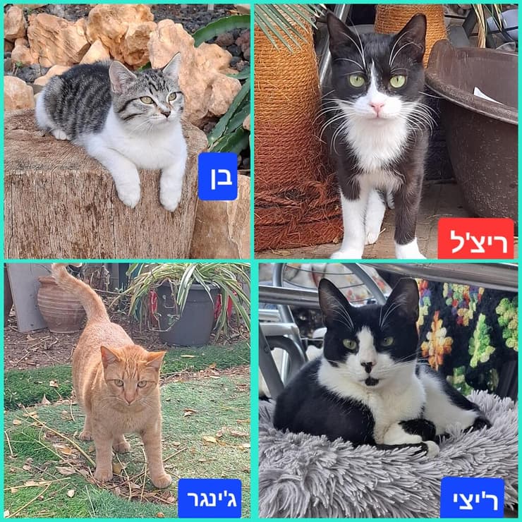 רייצ'ל, בן, ריצי וג'ינג'ר (צילום: עמותת החיות ואנחנו) רייצ'ל, בן, ריצי וג'ינג'ר