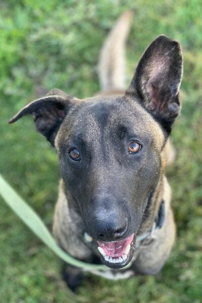 ליאו (צילום: הרצליה ונתניה אוהבות חיות) לאו