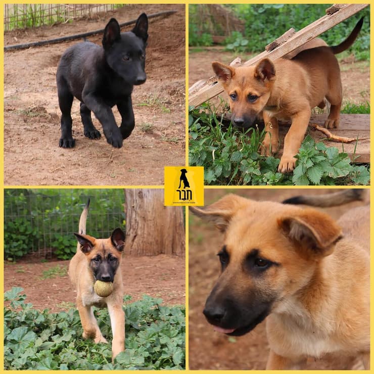 גורים (צילום: שירי ארן) גורים