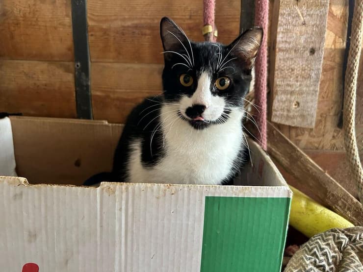 קודי (צילום: עמותת להתחיל מחדש) קודי